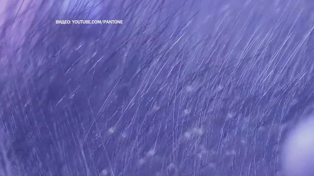 Цвет 2024 года смотреть онлайн