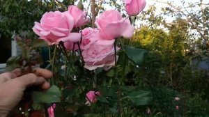 Розы. роза Новалис, роза, Куин Элизабет, роза Кордес Юбилей, роза Принцесса Шарлен де Монако.