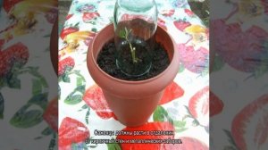 Роза дала отросток на стебле — как посадить в горшок