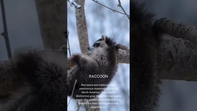Raccoon смотреть онлайн