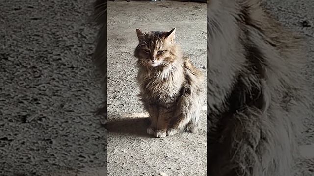 Кот 🐱 Васька- талисман СТО . смотреть онлайн