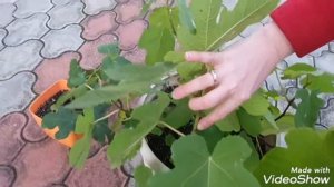 КАК ВЫРАСТИТЬ ИНЖИР ИЗ МАГАЗИННЫХ ПЛОДОВ. УДАЧА!