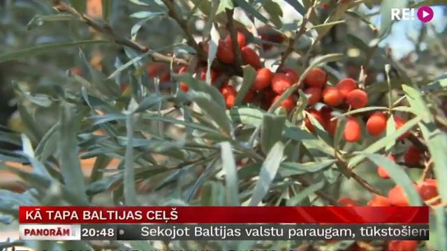 Kā tapa Baltijas ceļš смотреть онлайн