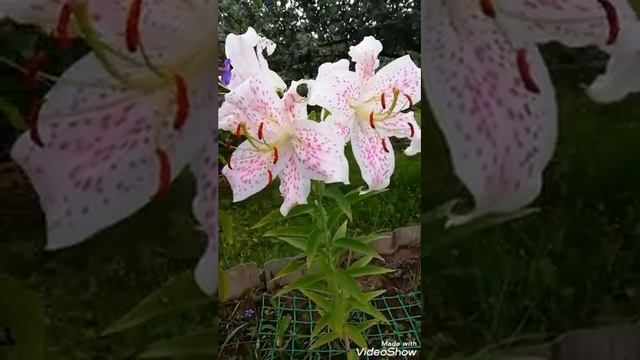 #shorts LILIUM Oriental hybrid EXTRAVAGANZA. Восточная красавица! смотреть онлайн