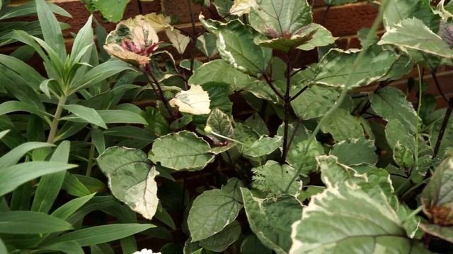 Magical Moroccan Courtyard Garden смотреть онлайн