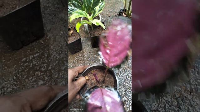 അടിപൊളി combo offer# 9 കലാത്തിയ plants 680+cc#7025304775 смотреть онлайн