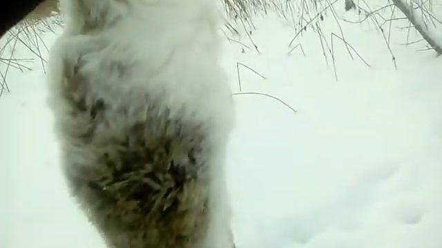 заяц в петле русак смотреть онлайн