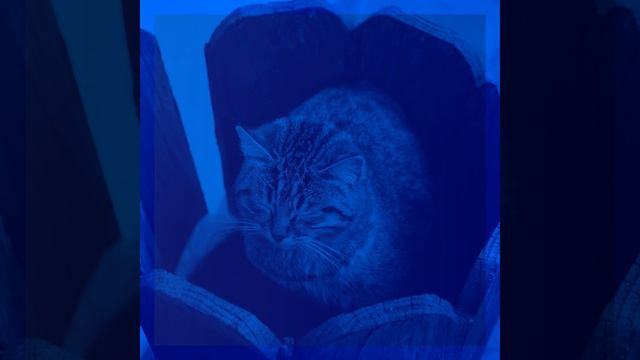 Звуки (Кошки)