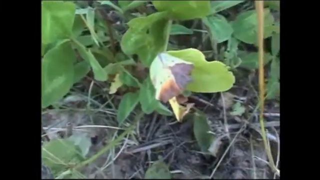 Живёт повсюду красота смотреть онлайн