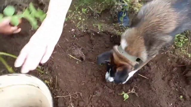 Собака помогает КОПАТЬ КАРТОШКУ смотреть онлайн