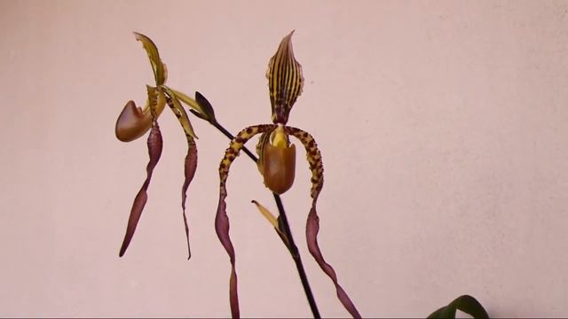 Paph Angelina Kruger in bloom HD video смотреть онлайн