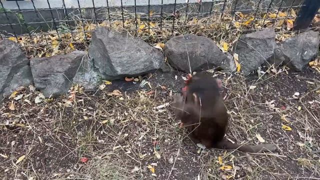 ВСЕ МОЕ! Из Степашки растет НАСТОЯЩИЙ ВОЖАК, он отобрал весь арбуз у малышей! смотреть онлайн