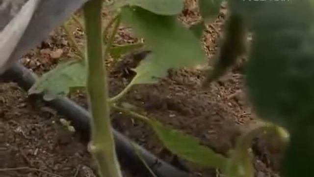 Установка капельного полива в теплице смотреть онлайн