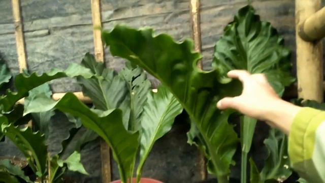 ADA TANAMAN HIAS APA SAJA DI TOKO BUNGA INDAH? смотреть онлайн