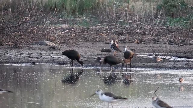 Каравайка. Глянцевый Ибис. / Glossy Ibis. Karavayka смотреть онлайн