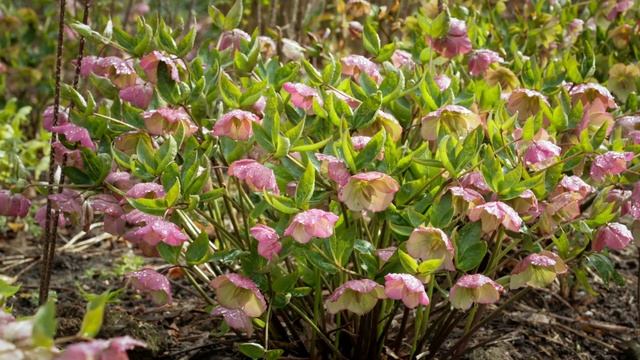 Helleborus Orientalis