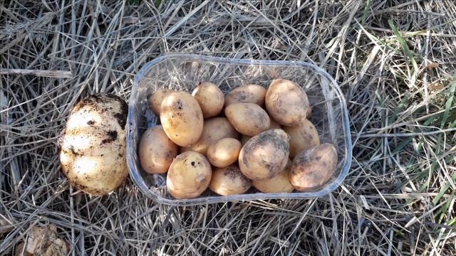 Дача сезон 2020 г. Картофель - эксперимент - результат! смотреть онлайн