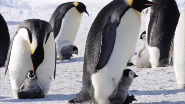 10 МОНОГАМНЫХ ЖИВОТНЫХ (не минитоп) смотреть онлайн