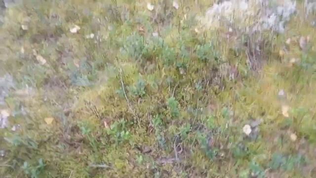 собираю белые грибы. смотреть онлайн