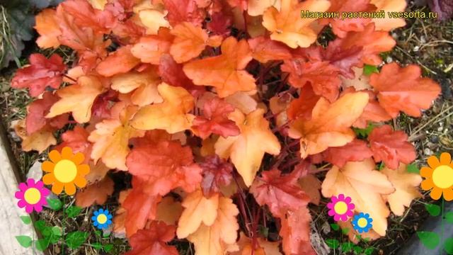 Гейхера Пеач Мельба. Краткий обзор, описание характеристик, где купить рассада heuchera Peach Melba смотреть онлайн