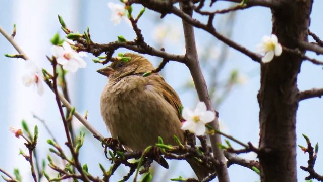 Нежная Музыка Для Души И Жизни Успокаивает Нервную Систему! невероятно Красивая Музыка Для Души!