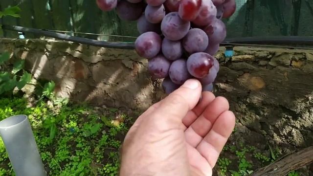 Роза красная на винограднике Лисовенко.