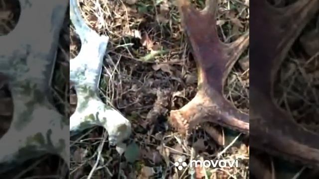 Закрытие сезона 17.04.2021 поиск рогов лося. смотреть онлайн