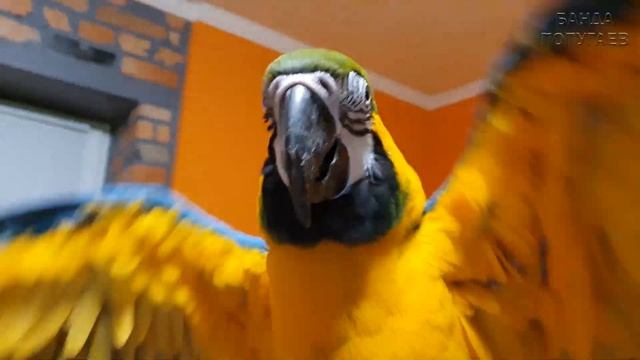 Как большие попугаи ара и жако осваивались в птичьей комнате смотреть онлайн
