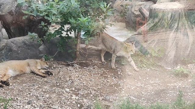 Минский зоопарк 2. Июль, 2022 смотреть онлайн