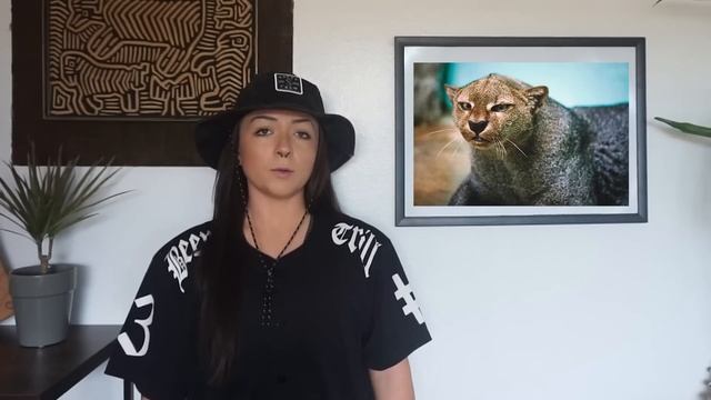 How cheetahs became genetically f***ed смотреть онлайн