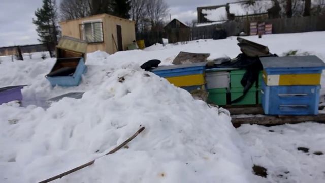 Выставка пчел на пасеке, март 2017 года. Первый облет на точке. Итоги зимовки. смотреть онлайн