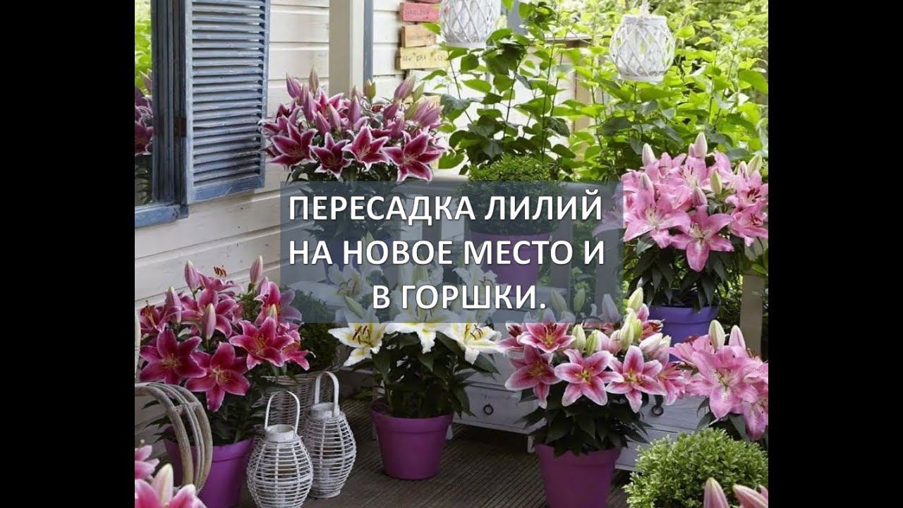 Пересадка лилий осенью на новое место и в горшки. смотреть онлайн