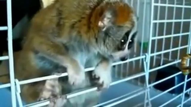 Лемур))) Такой классный))) Смотреть с детками! смотреть онлайн