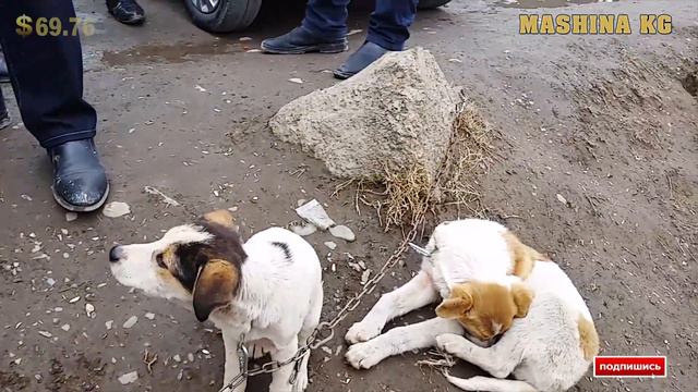 8000-5000 СОМГО АЛАБАЙ САТЫЛЫП ЖАТАТ/ АЛАБАЙ КУЧУКТОРУ смотреть онлайн