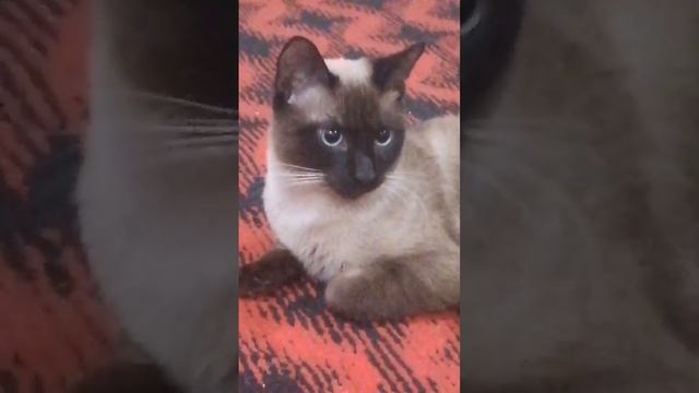 Кот в деле???