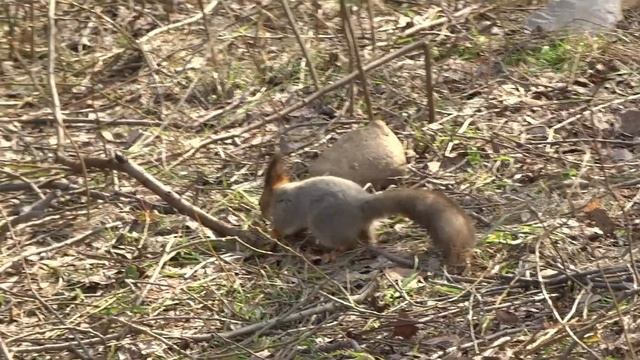Jumping from branch to branch.Squirrel in the Park.(Прыжки с ветки на ветку.Белка в парке.) смотреть онлайн