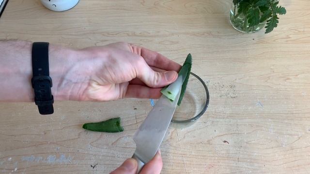 Hydroponic Aloe Vera - Growing Aloe With The Kratky Method