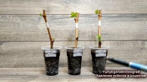 🍇 Не ДОПУСКАЙ эту ОШИБКУ! Какие побеги УДАЛЯЕМ, а какие ОСТАВЛЯЕМ на укорененных черенках винограда