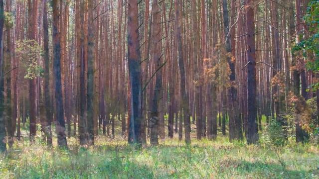 Лесной пейзаж смотреть онлайн