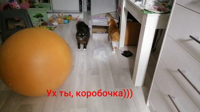 Сингапурская кошка Луна играет в телефон.Ссорятся. Ходят по дорожке и играют в лазер. смотреть онлайн