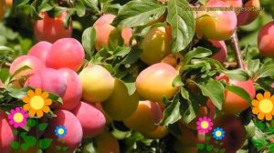 Слива Болховчанка. Краткий обзор, описание характеристик prunus sp. Bolkhovchanka