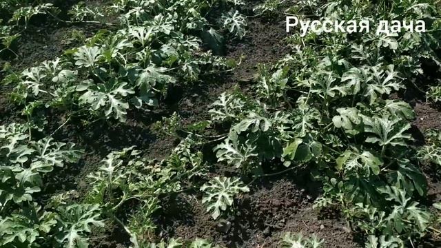 Дача 2021. АРБУЗЫ И ДЫНИ НА ДАЧЕ! ВЫРАЩИВАЕМ БАХЧУ НА ЧЕРНОЗЕМЕ! ЧАСТЬ 1 смотреть онлайн