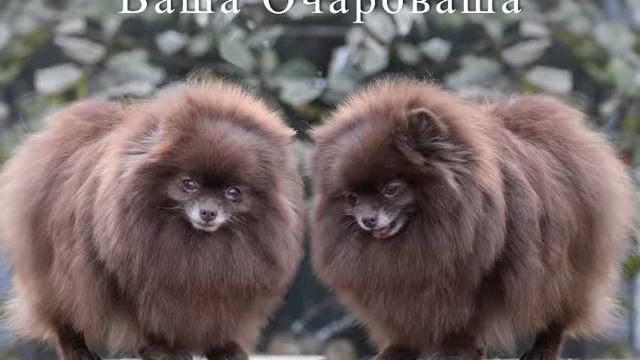 шпиц коричневый. Масютка смотреть онлайн