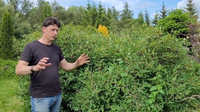 Жимолость - самая первая ягода в саду. Основные моменты выращивания. смотреть онлайн