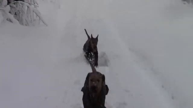 Ирландские терьеры: Настоящая зима 2015 смотреть онлайн