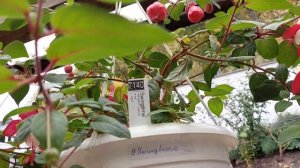 фуксия,крупноцветковая,  swingtime, первогодка , новинка,