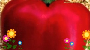 Перец сладкий Куб Красный. Краткий обзор, описание характеристик capsicum annuum Kub Krasnyj