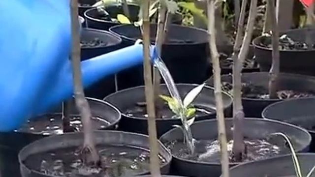 Мир саженцев! Саженцы с закрытой корневой системой.