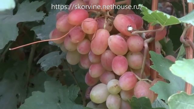 Сорта винограда 2018. Сенсация - как всегда красавица смотреть онлайн