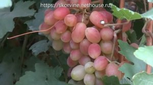 Сорта винограда 2018. Сенсация - как всегда красавица